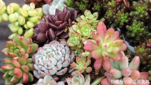 变化|秋天怎么养多肉? 多肉植物秋天怎么养护?