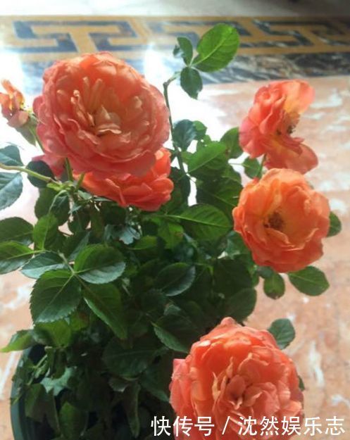 菊花|喜欢菊花 ，不如养“玫瑰精品”土星王阳台，丰腴婀娜，姿容高雅