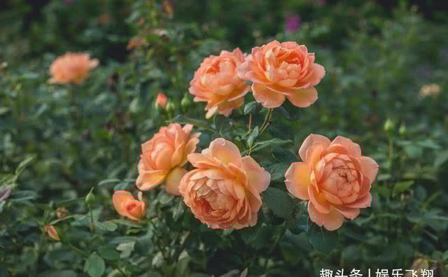 真爱|16天后,长梦已醒,真爱重现,期盼重来,财运找上门,永不分离