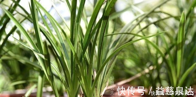 浇水|兰花浇水有多难不要再被兰谚所困,知道这两条就行了!