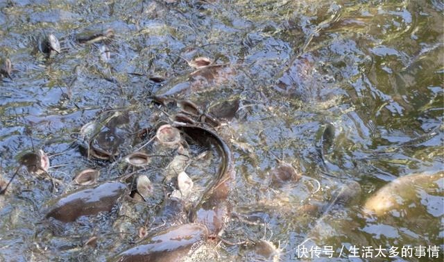 湖南这种鱼能穿越陆地，有“天下第一河鲜”之誉，广东人最爱吃