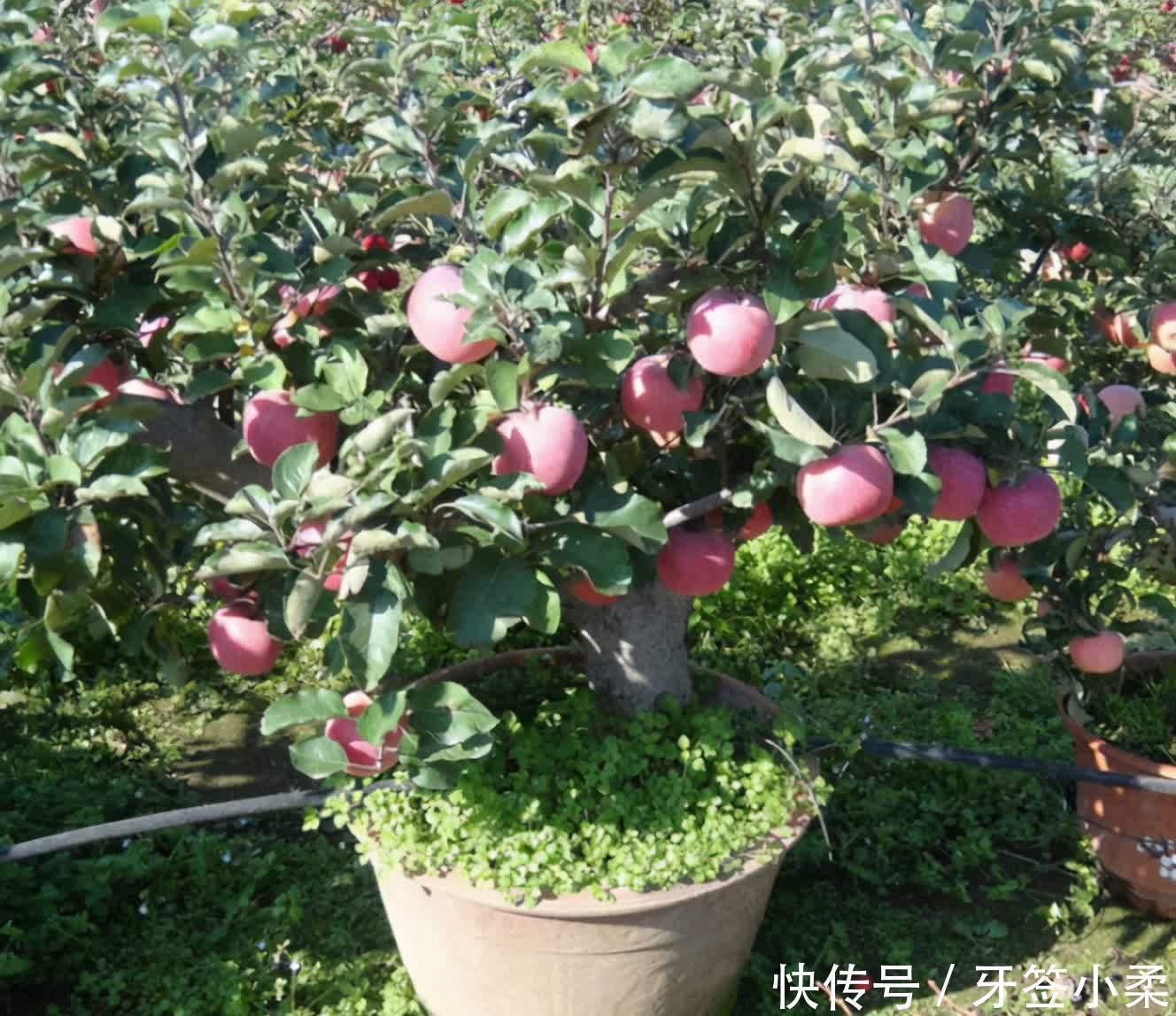 家里有院子，4种果树别嫌弃，好看好养活，比养花强