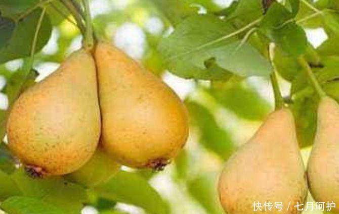 春天要會養生,吃以下食物,預防衰老,緩解身體不適,顯年輕