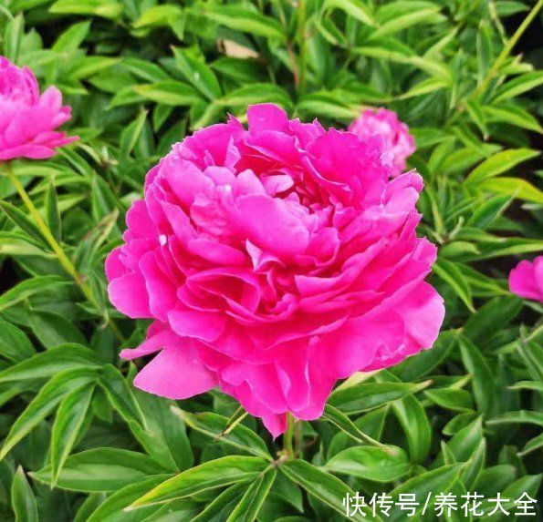 冬天|秋天种下3种花，冬天零下也不怕，明年春天花开满园