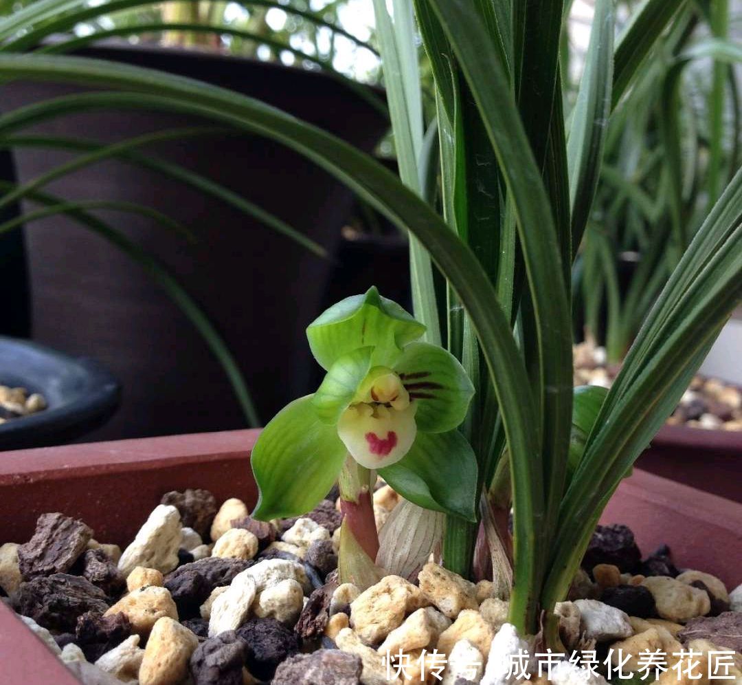  居然|绿云兰花居然开花了，没经过低温春化，绿云开得不尽人意