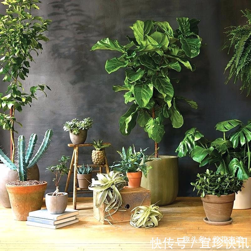 养花10多年总结的室内养花技巧,让新手也能养好花,避免叶黄