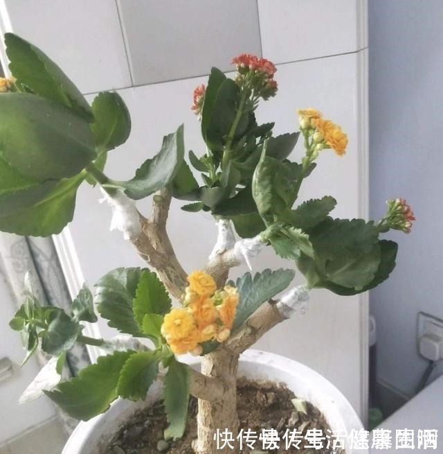 羡慕|长寿花不是小巧一盆,长成一米高的“大老桩”,别羡慕自己也能养!