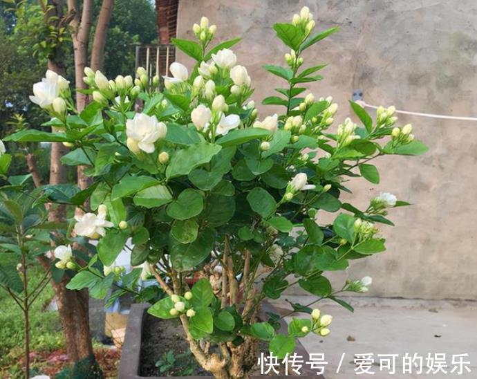 秋冬茉莉花有“3怕”,及时避开安全过冬,来年开花会更多