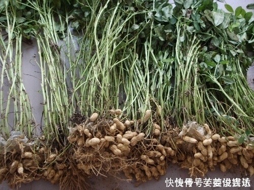 卵磷脂|对健康最好的零食,每天吃一把,肚子平了,腿不粗了,越吃越年轻