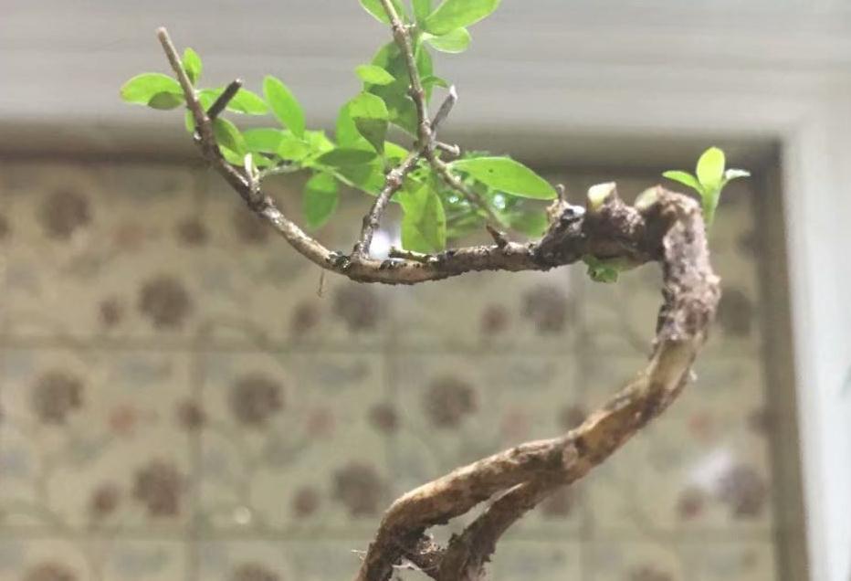 以六月雪为图例,简单为大家介绍附石小盆景的制作