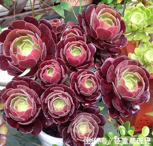 花友|老花匠养多肉7年，总结出4个耐热耐晒品种，安全度夏适合新手