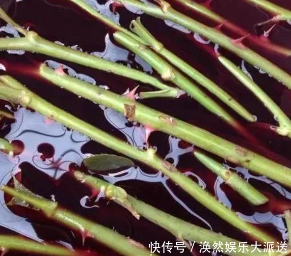 花店|花店买回来的插花不要丢,只要简单的几步,鲜花就能生根