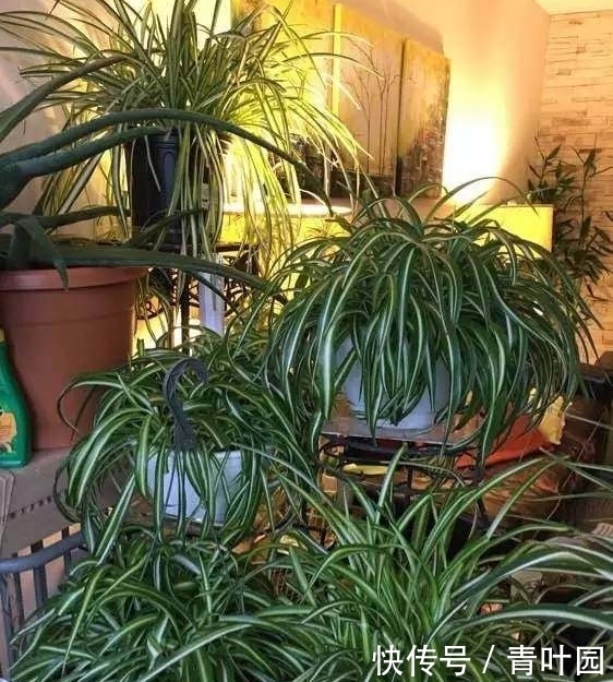 养花不要太勤快，这些花越懒的人养越爆盆！