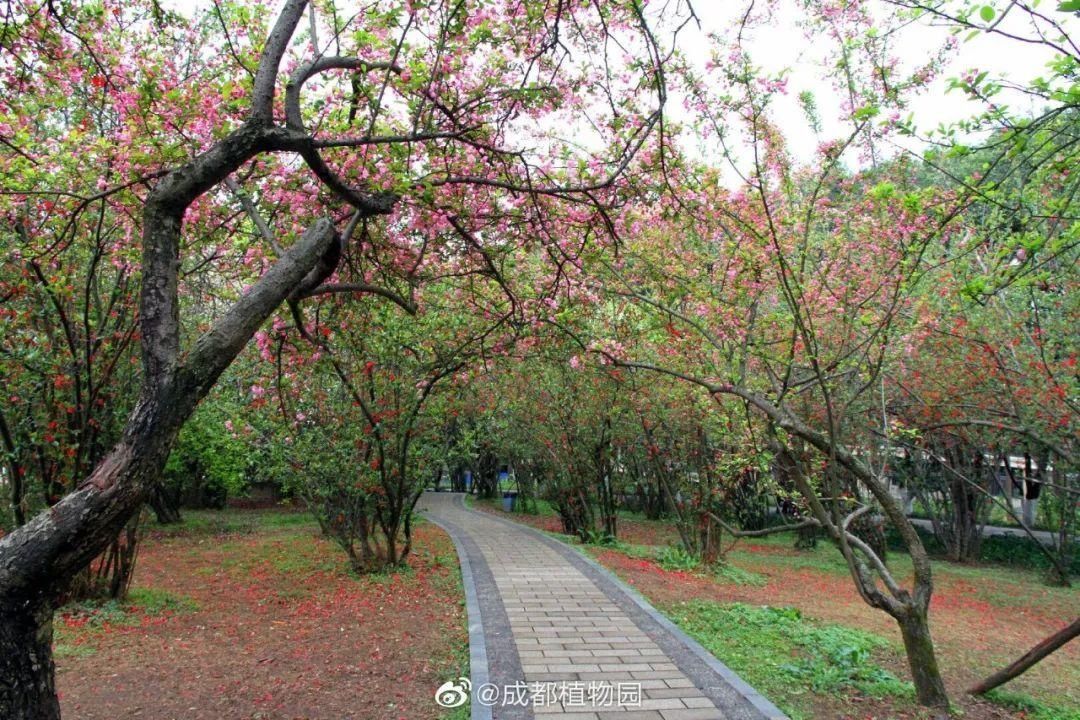 老年|成都超美梨花花海→