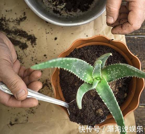秋天|秋天来了,养芦荟做个“小手术”,从头再来!小苗“塞满”花盆