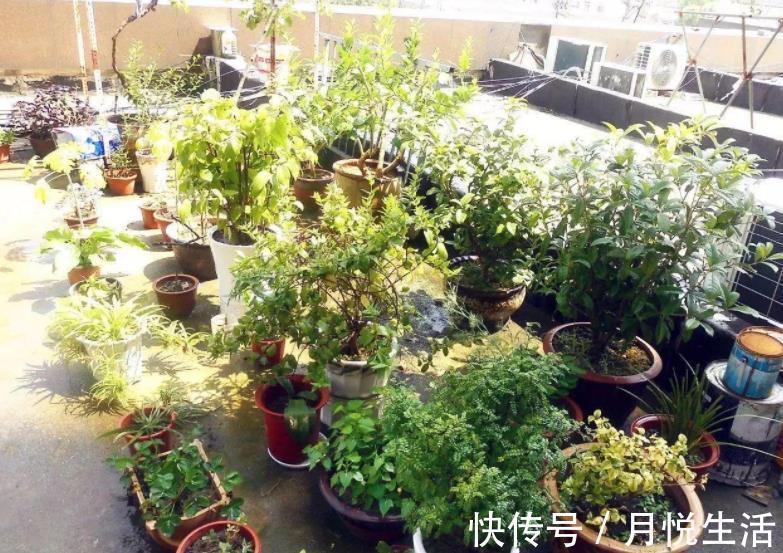 养花|养花想盆栽土越来越肥沃，想不年年换土，隔3个月添些它就搞定