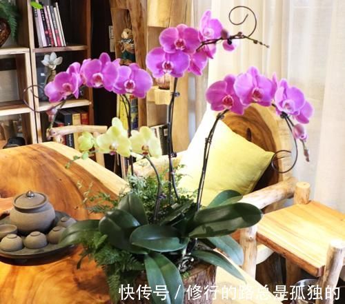 蝴蝶兰的养护方法，花大色艳，开出的花朵超漂亮