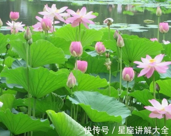 桃花朵朵|8月上旬，4属相桃花朵朵，事业进步，财源滚滚，生活精彩