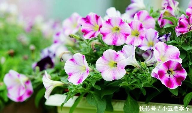 这些花淋雨就成“落汤鸡”,下雨最好搬屋里,否则花期减半!