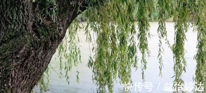 这首诗@杨万里这首诗清新脱俗,表现手法更是高超,成为宋诗里的咏柳名篇