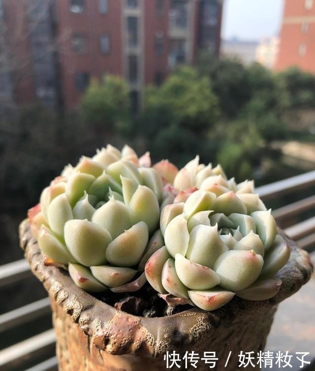 叶插|多肉不长怎么回事原来是“控水”不对,赶紧改正,半个月见效果