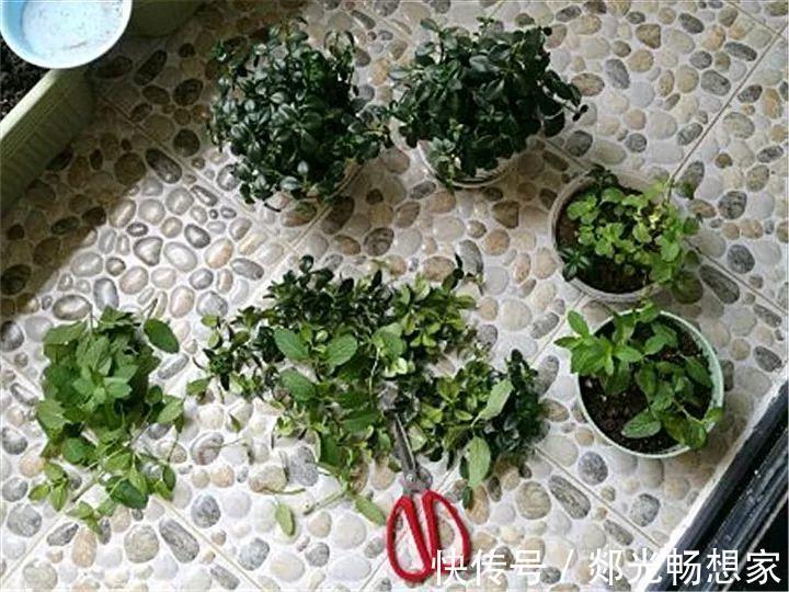 金鱼吊兰这么养，1年四季都能开花，小金鱼噗噗冒！