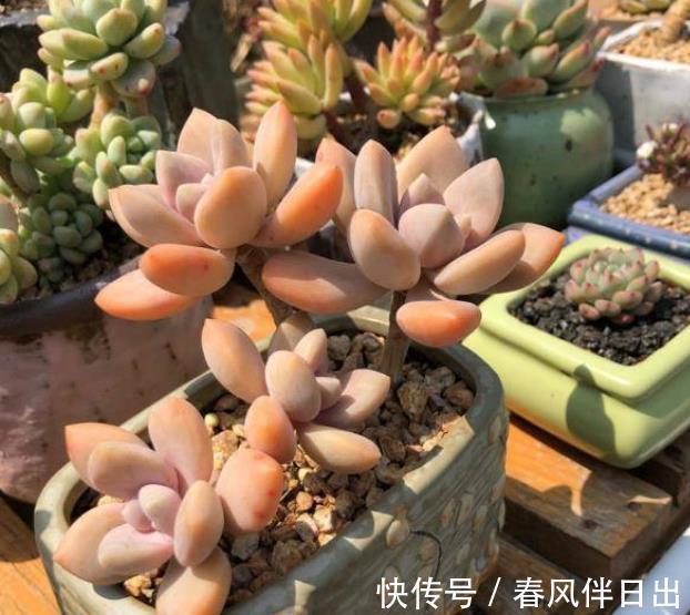 养护|入秋以后，给多肉植物浇水有讲究，掌握4个要点，叶片肥厚上色美