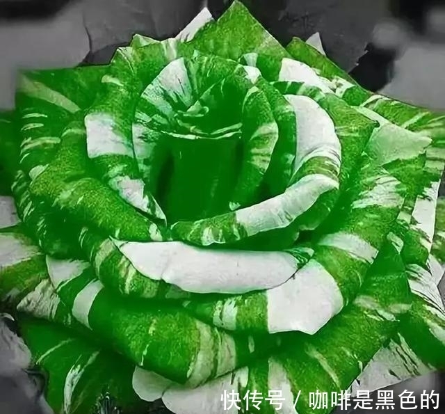 奇花|奇花、奇花、奇花、罕见奇花，赶快打开欣赏吧