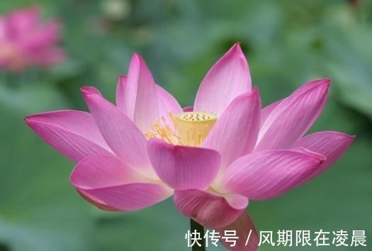 财运|9月中旬，4属相财运上上签，事业棒桃花旺，生活富足无忧