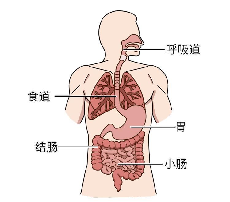 鸡血、鸭血、猪血不为人知的3大好处，后悔没早点知道