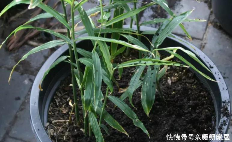 阳台上|阳台盆栽生姜,简单4步走,叶绿当花赏,不用再去买,自给自足