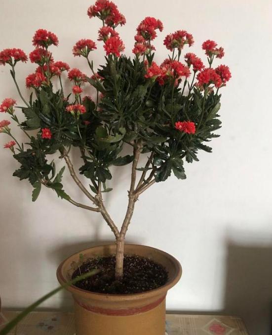 盆栽养殖长寿花,花谢就修剪、施肥,等一个月又能催花了