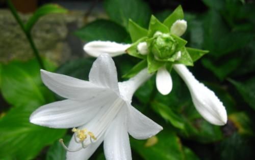  玉簪花|此花是中国名花，花叶俱美，香味宜人，好养易活，是盆栽佳品