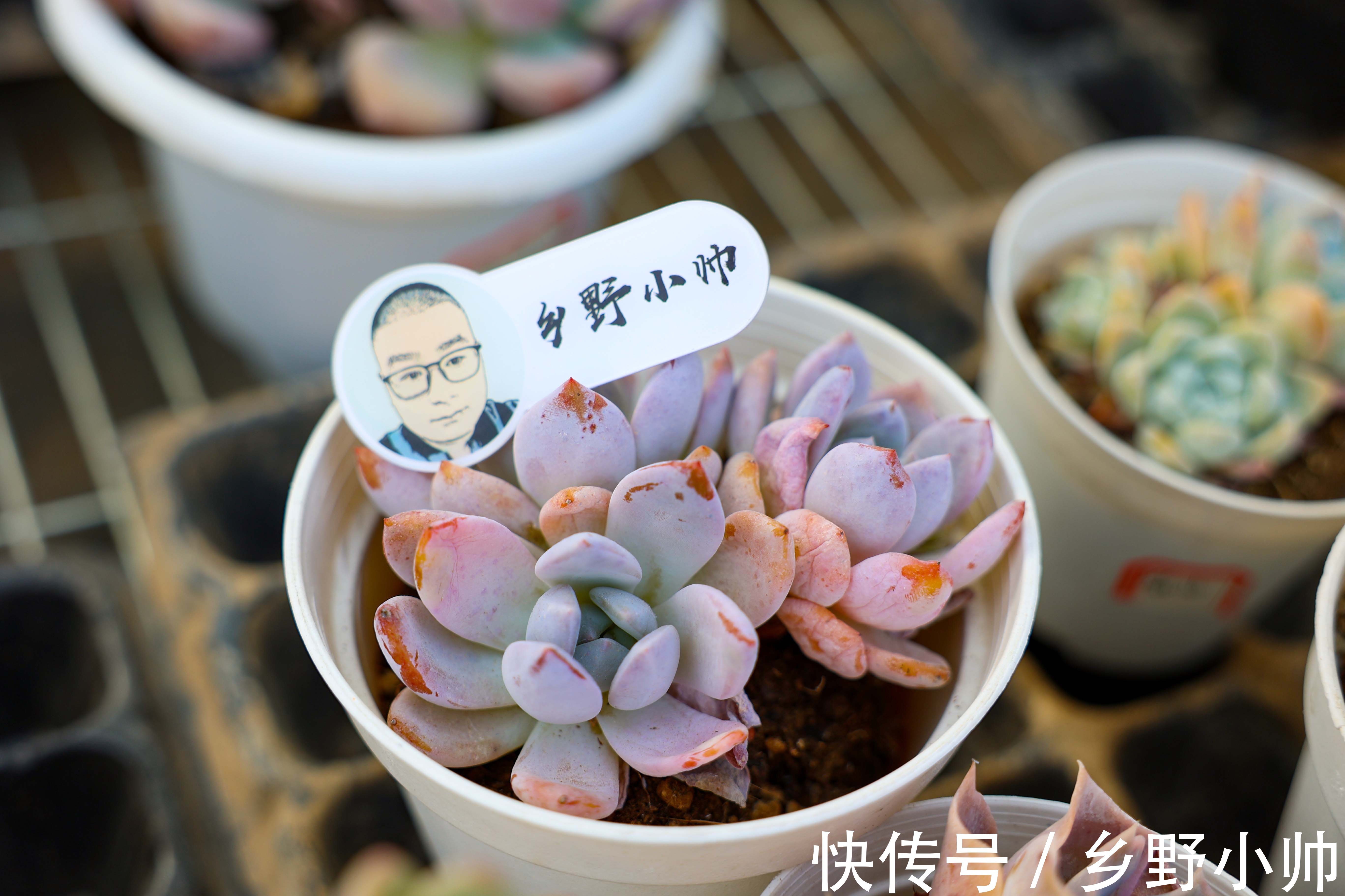 多肉什么情况下可以砍头?砍头后有什么差别?如何养护得更好?