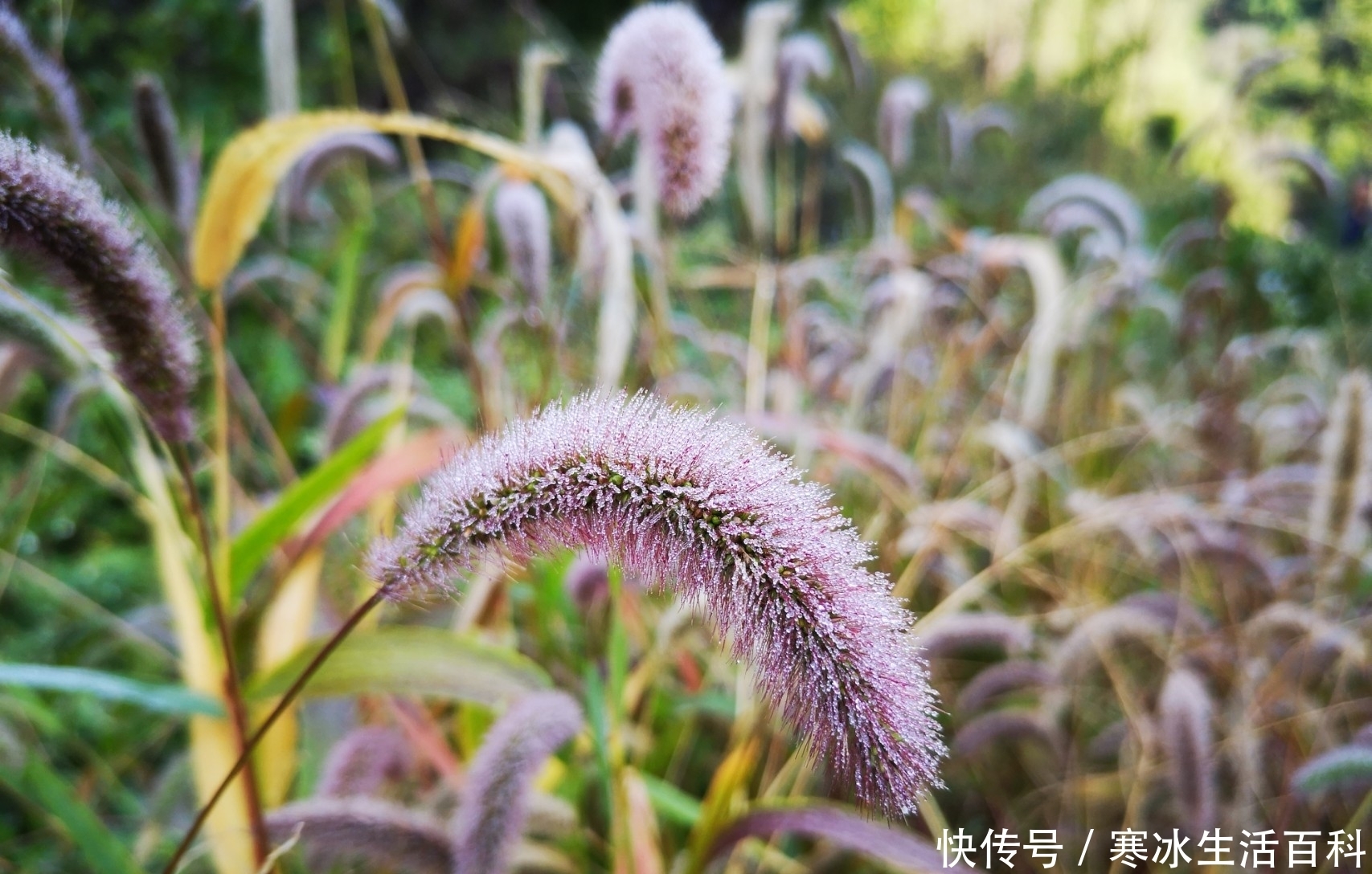  眼疾|这种农村遍地的野草，却没人知道可以治疗眼疾