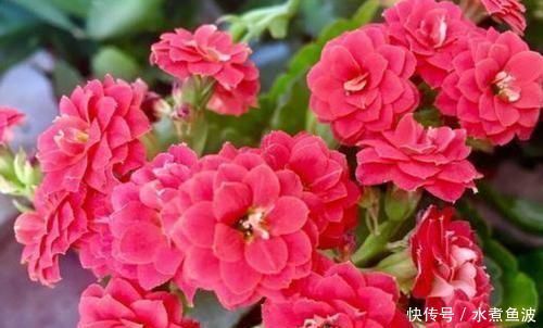 懂花人给客厅养5种花，美观大气、花色繁多易爆盆，娇艳欲滴