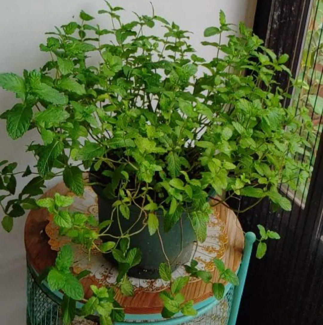 叶子|20种花，天凉了赶紧剪，来年开花有多又艳！