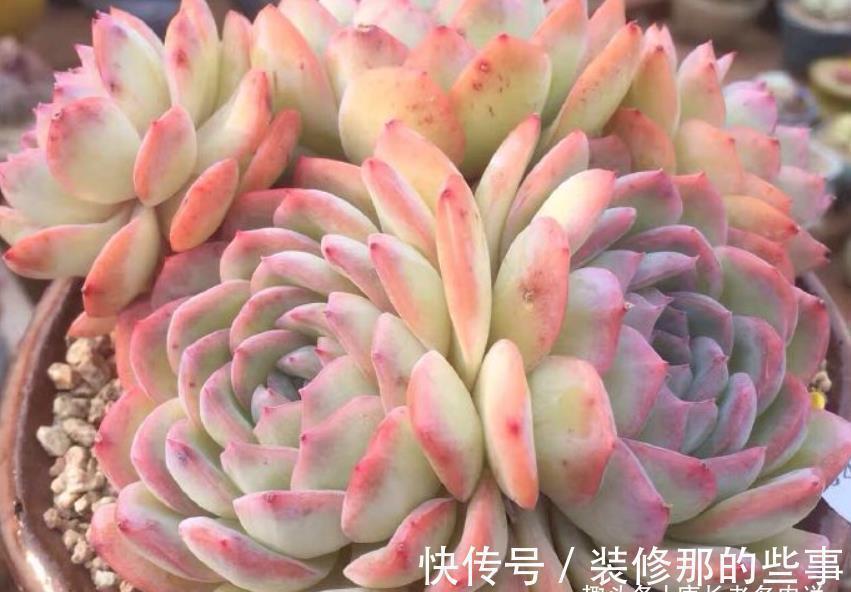 多肉莎莎女王——别人家的莎莎是女王,为啥你家的莎莎却像丫鬟?