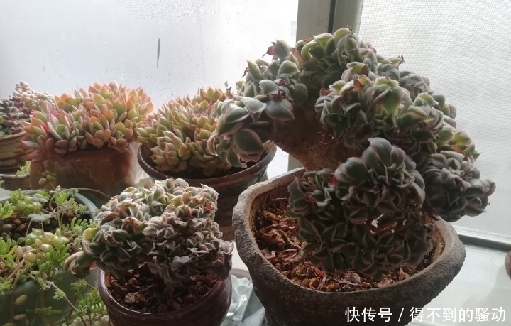 养多肉的心情说不清,都在照片里了