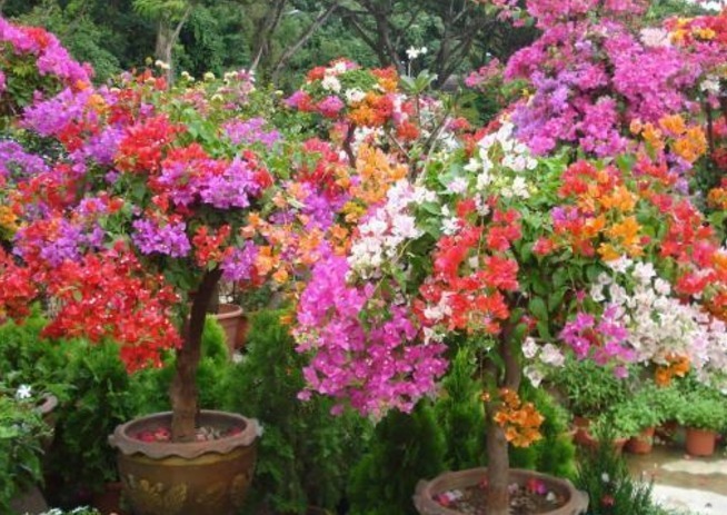 生命力|三角梅的种植扦插方法及种植技巧,干货满满