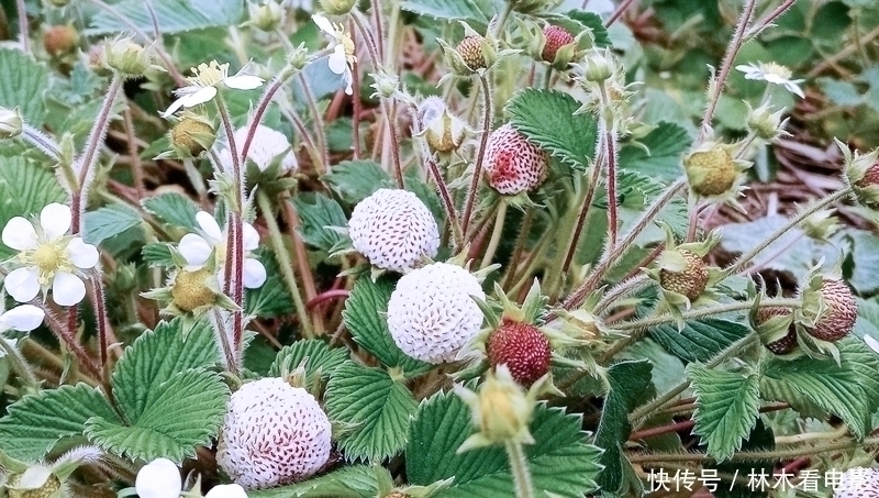 常误认含毒不能吃,却香甜如蜜,一斤卖30元,可惜农村少见