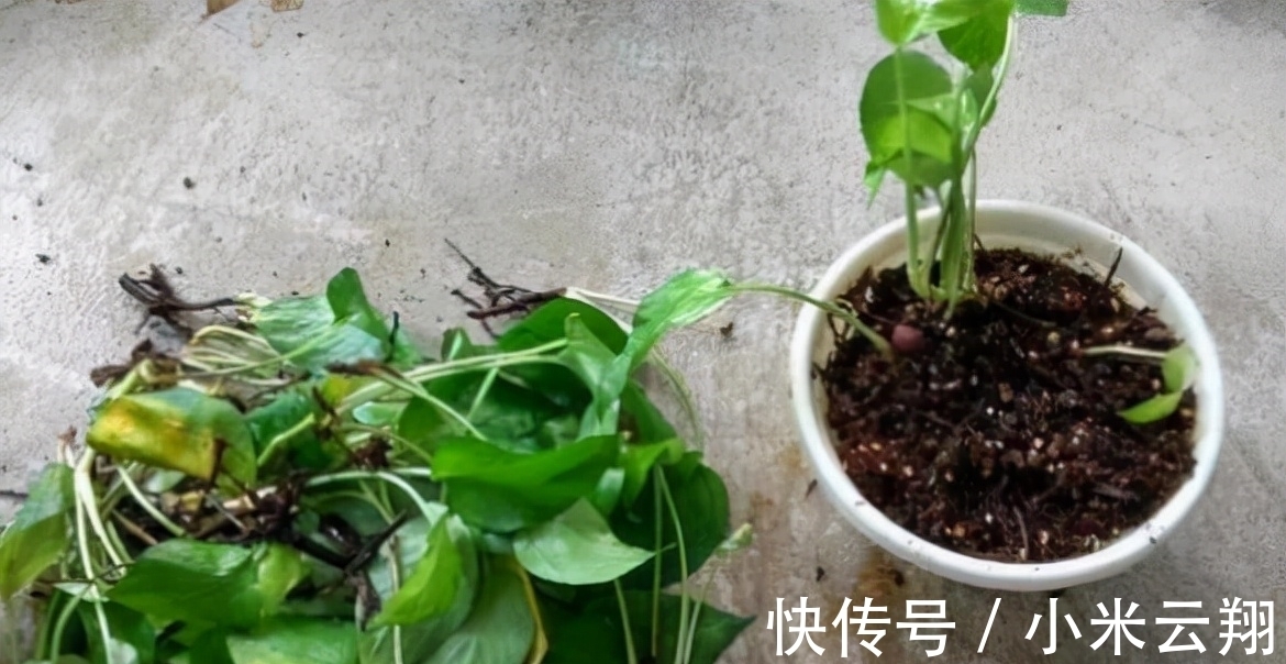 绿萝烂根的原因,如何预防?你永远也不知道的行业秘密