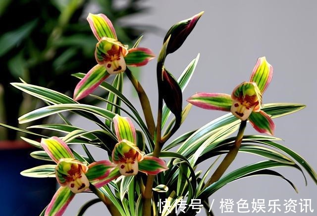 兰花|这两款兰花，花色神秘，芳香浓郁还很好养，放在家里上档次！