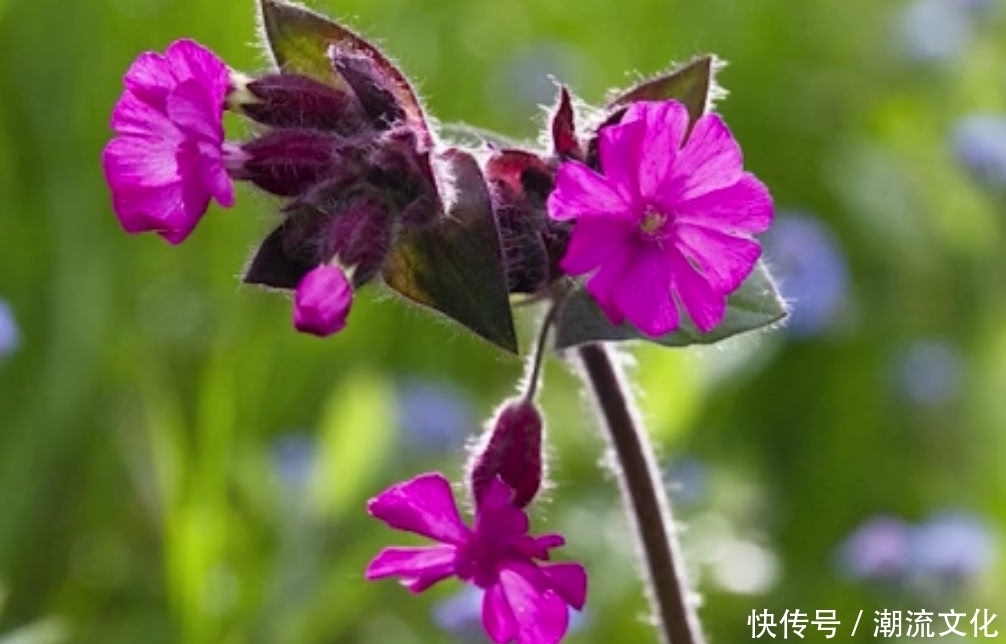 农村这种野草长得像“花瓶”如今要是还能见到,那算你运气好