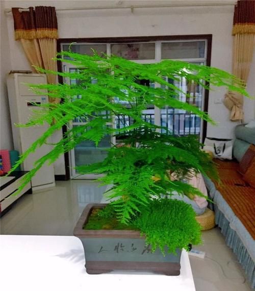 四种“气质花”，客厅养一盆，格调迅速提升，人人夸你眼光好