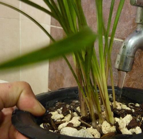 冬日浇花，牢记此4点，植物更容易活命