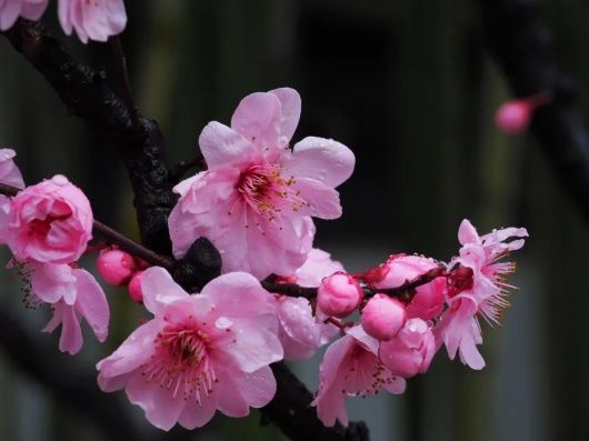 结香、茶花、喷雪花……醉白春色如此撩人，还不快来！专属免票福利