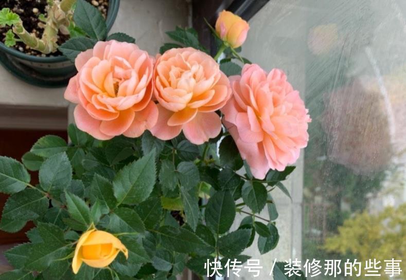 株苗|天气时冷时热，养花别急着干3件事，不然盆栽很难安然过8月