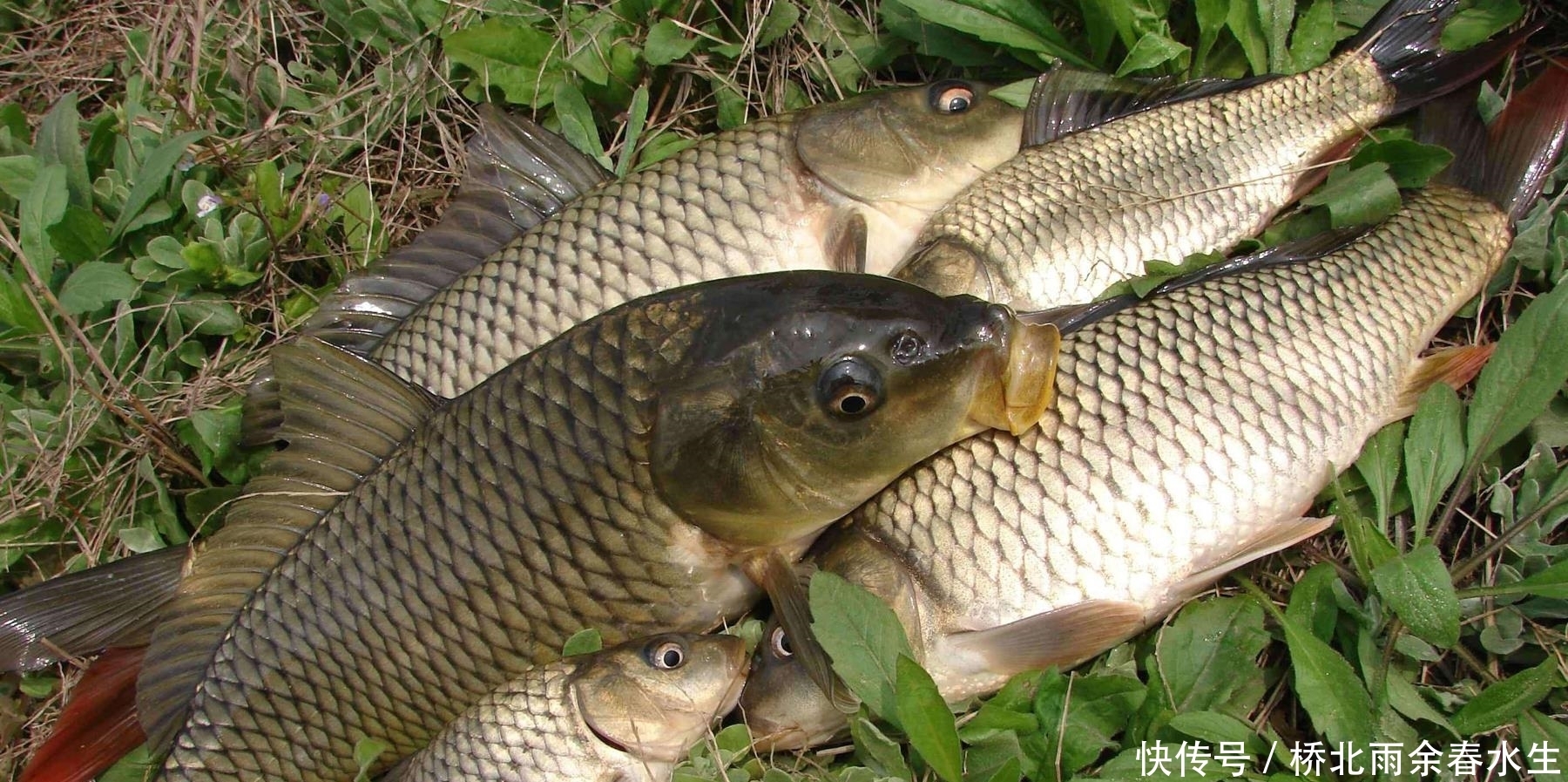 野钓|夏季野钓大鲤鱼用什么打窝诱鱼快又多?野钓大鲤鱼的窝料制作方法