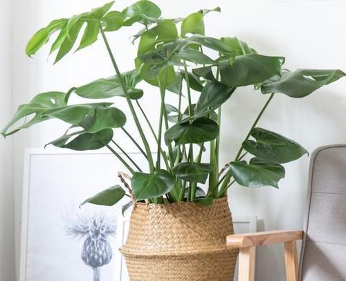  福增寿|叶子形状奇特如龟背，添福增寿意绵长，龟背竹养护跟着专家这样